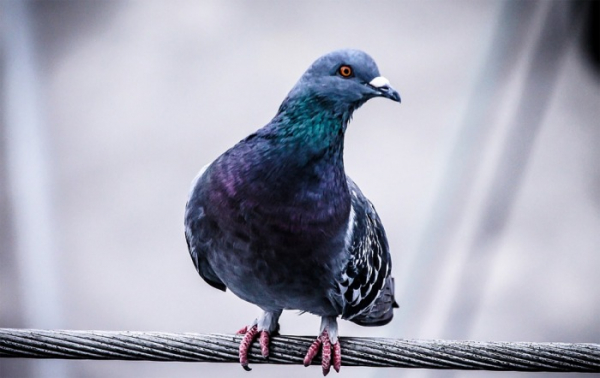 V České republice byla po čtyřech letech zjištěna paramyxoviróza v chovu holubů