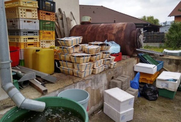 Potravinářská inspekce zjistila přes 400 kg mořských živočichů skladovaných na dvoře večerky na Teplicku v nevyhovujících podmínkách