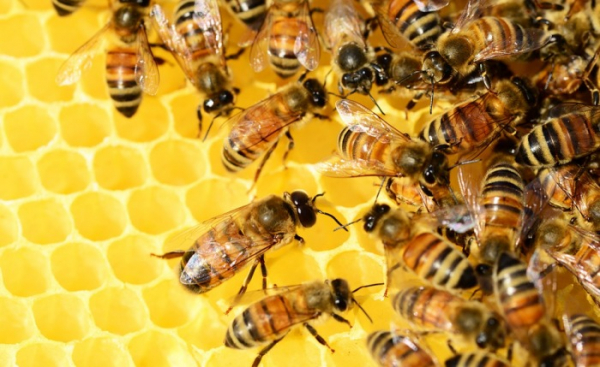 Česko má v EU nejvíce včelařů v poměru k obyvatelstvu, ti za jedno z největších rizik považují pesticidy