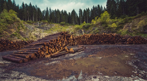 Lesnické firmy soutěží o zpracování šesti milionů krychlových metrů dřeva 