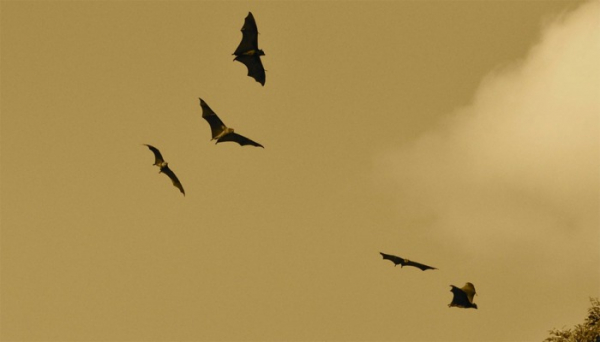 Záchranné stanice už zasahovaly u více než 1100 zbloudilých netopýrů