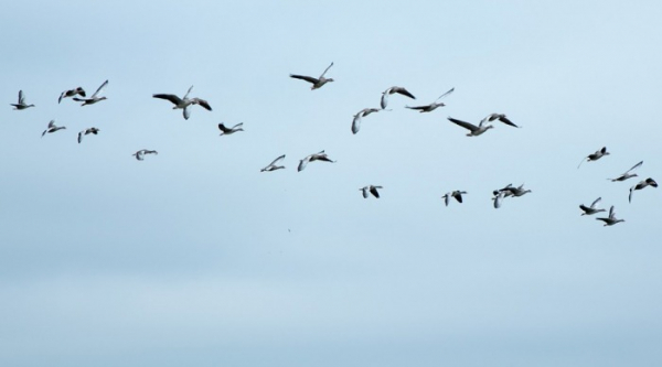Riziko ptačí chřipky zvyšuje podzimní migrace stěhovavých ptáků