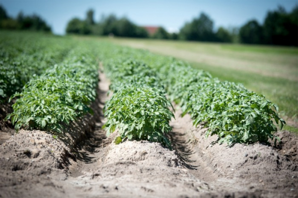 Státní zemědělský intervenční fond začal vyplácet dotace na na bílkovinné plodiny, brambory a chmel