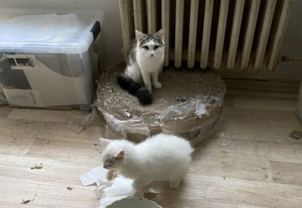 Přes 40 koček bylo odebráno z nevhodných podmínek v bytě v Horních Počernicích