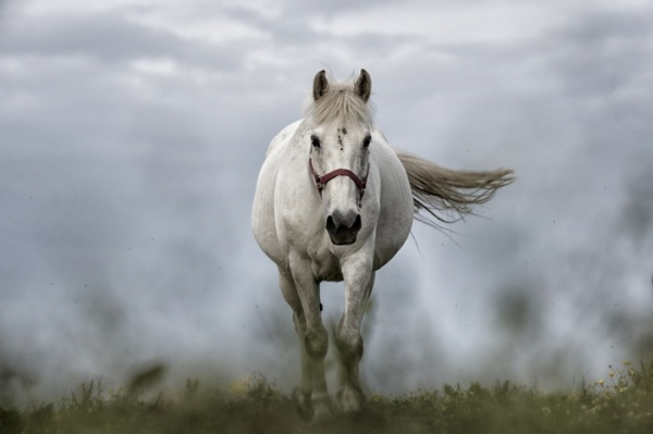 Státní veterinární správa kvůli rhinopneumonii koní zpřísňuje podmínky pro svody koní