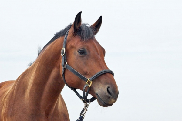 Upozornění na změnu veterinárních podmínek pro konání svodů koní
