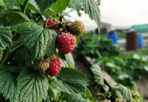 Státní zemědělský fond začal vydávat rozhodnutí k dotacím na produkci ovoce s vysokou pracností