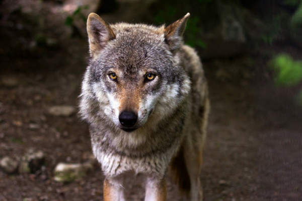 Náhrady škod způsobené vlky se rozšíří, začíná platit nová vyhláška