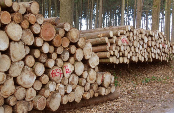 Lesy ČR loni hospodařily v kladných číslech