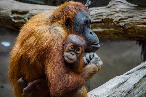 Zoo Praha po dlouhých měsících opět otevřela pavilony, návštěvníky čekají i komentovaná krmení