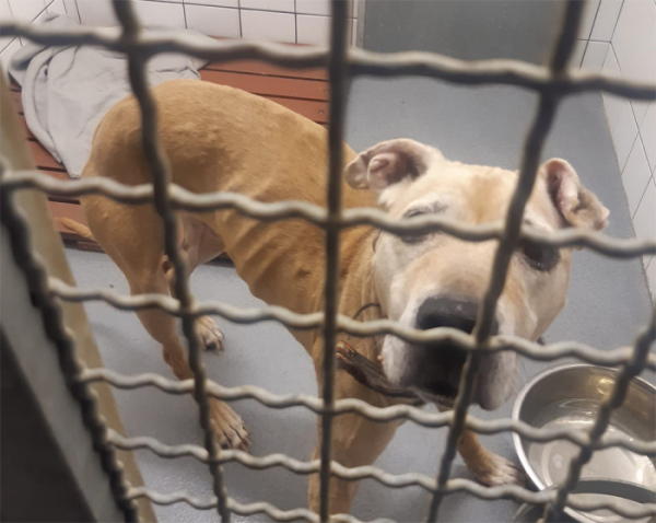 Z týrání zvířat je obviněn 33letý muž, který nechal psa týdny zavřeného v bytě