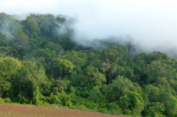Africké horské lesy zadržují více uhlíku, než se předpokládalo, rychle ale mizí