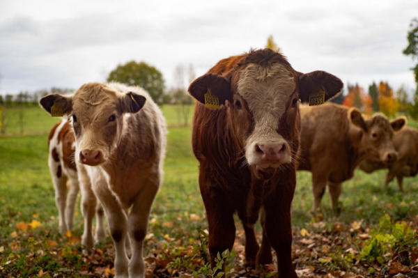 Zemědělství se koncentruje do větších podniků, ubylo chovatelů hospodářských zvířat