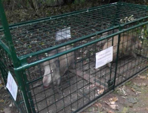 Ústečany ohrožují přemnožená divoká prasata, město rozhodlo o instalaci odchytových klecí