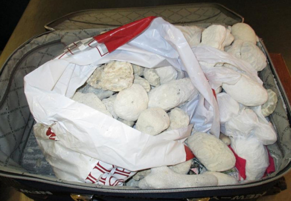 Ruzyňští celníci odhalili u seniora v kufru 164 kusů neživých korálů