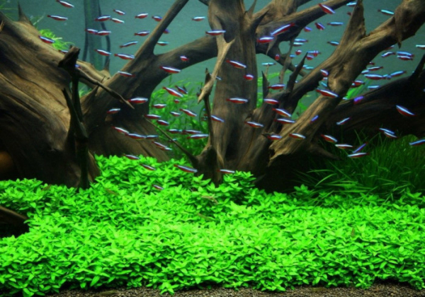 Rostlinné akvárium aneb jak ho založit