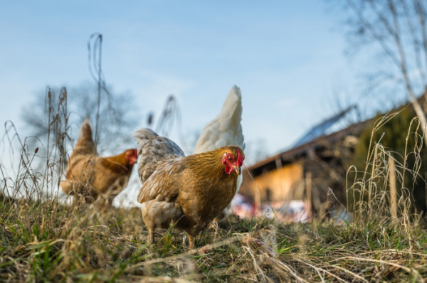 Státní veterinární správa upřesňuje mimořádná veterinární opatření v souvislosti s ptačí chřipkou vůči chovatelům drůbeže