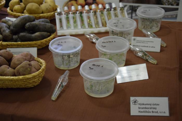 V Havlíčkově Brodě již od roku 1952 pracují s genofondy bramboru 