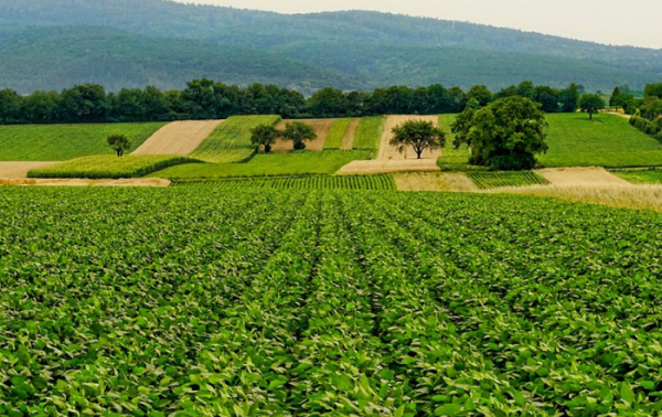 Ministerstvo zemědělství odeslalo Evropské komisi návrh Strategického plánu SZP
