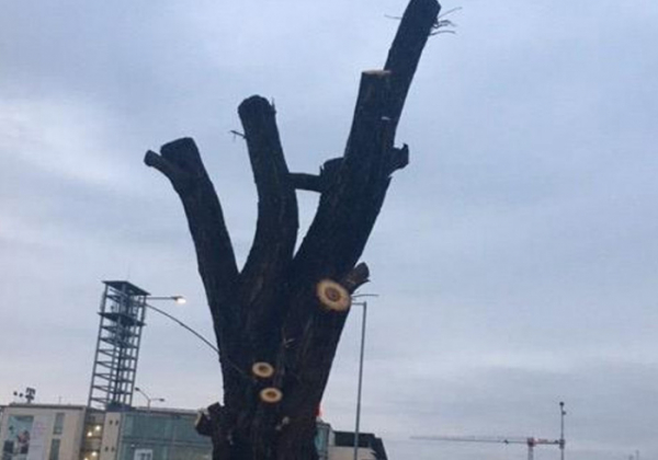 V Hradci Králové poškodila firma nevhodným ořezem více než dvě desítky zdravých stromů