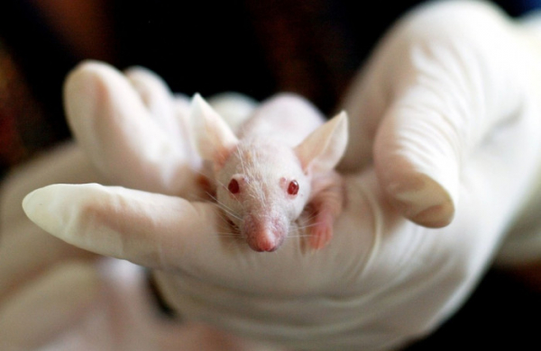 Myši a genetické nůžky pomáhají českým vědcům hledat léčbu andělských dětí