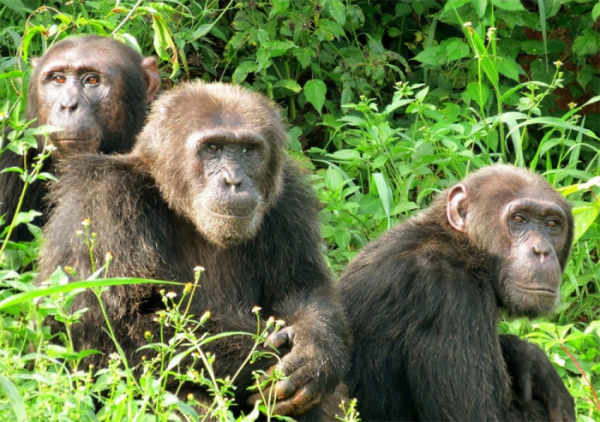 AV ČR: Houby ve střevech primátů ovlivňuje vnější prostředí. Na rozdíl od bakterií
