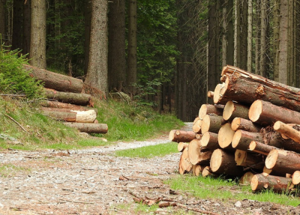 Rok po tornádu: Lesy ČR darovaly lidem téměř 36 milionů korun i dřevo na nové krovy