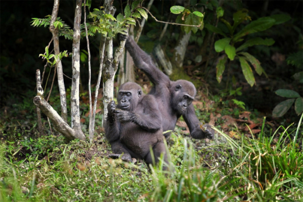 AV ČR: Mezipopulační srovnání goril nížinných odkrývá rozdílné střevní symbionty