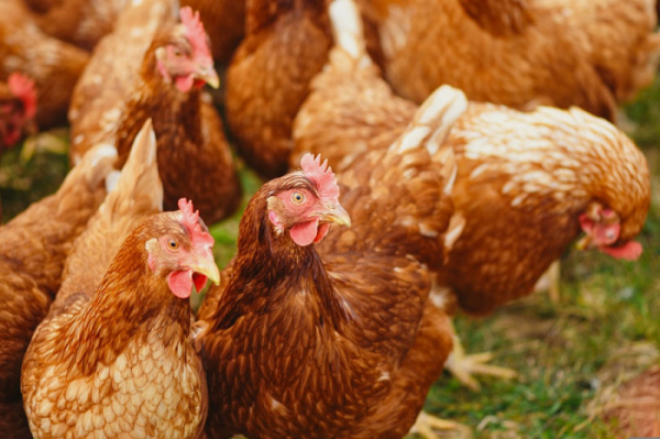 Polská firma dodávala výrobcům na krmení kuřat technické tuky, čeští potravináři žádají kontroly