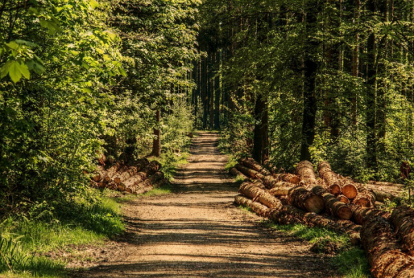Lesy ČR: Lesnický tendr 2023+ pokračuje hodnocením nabídek