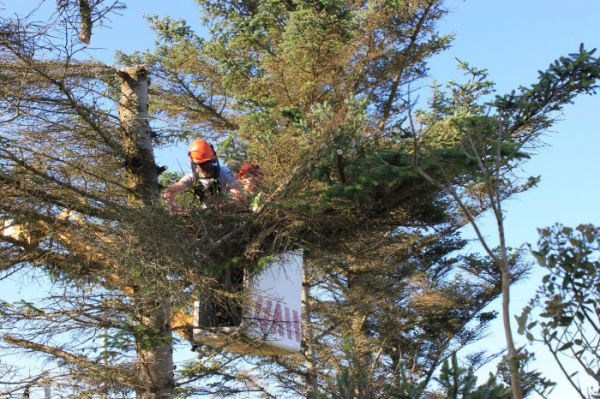 Kácení stromů Brno zajišťuje RIKAST