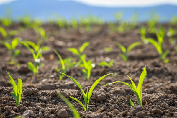 SZIF začíná vyplácet podporu VCS, zahrnuje i cukrovou řepu, zeleninu s vysokou pracností a chov dojnic