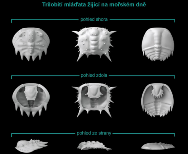 Invaze larev trilobitů: v prvohorách byly klíčovou součástí potravního řetězce