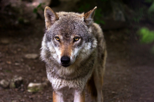MŽP: Miliony pomohou záchranným stanicím a centrům CITES i farmářům na ochranu stád před vlky