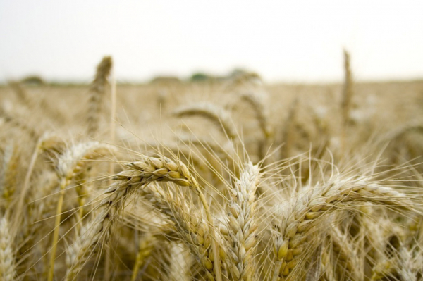 ČSÚ: Osevní plochy ozimých plodin pro sklizeň v roce 2023