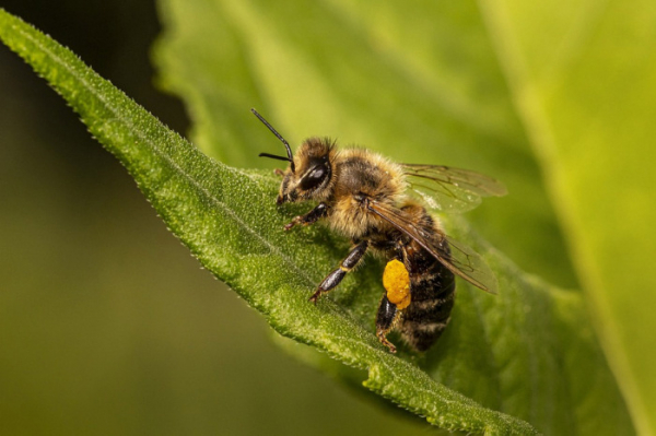 Výskyt původce nákazy včel varroázy se v ČR meziročně zvýšil