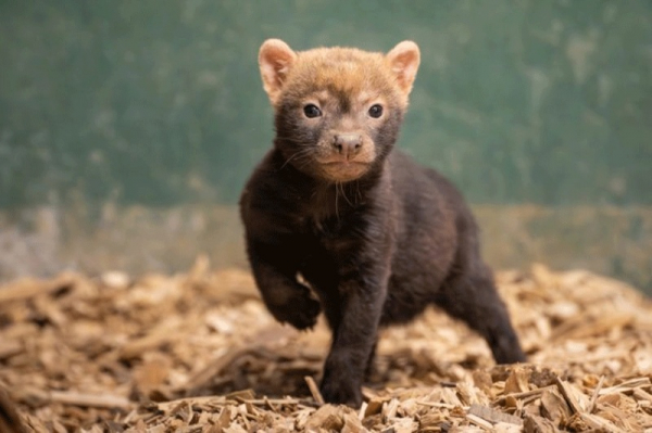 Zoo Praha: Štěňata psů pralesních dovádí před zraky návštěvníků