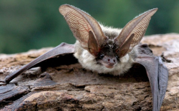 Mezinárodní noc pro netopýry letos proběhne na padesáti lokalitách