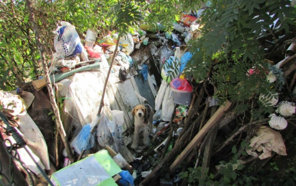 Chovatelce ze Zlínského kraje odebrali dva psi, žili mezi hromadami odpadků