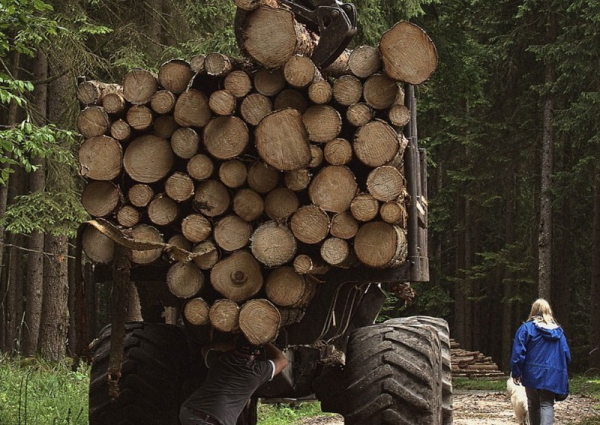 Lesy ČR hodnotí v letošním lesnickém tendru stovky nabídek