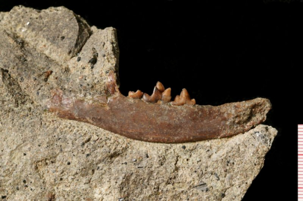 Paleontologové objevili na Karlovarsku čelist neznámé šelmy z pravěku