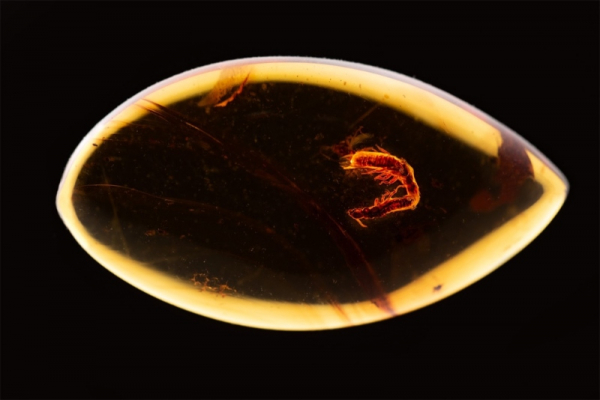 AV ČR: Páření termitů před 40 miliony lety se uchovalo v jantaru